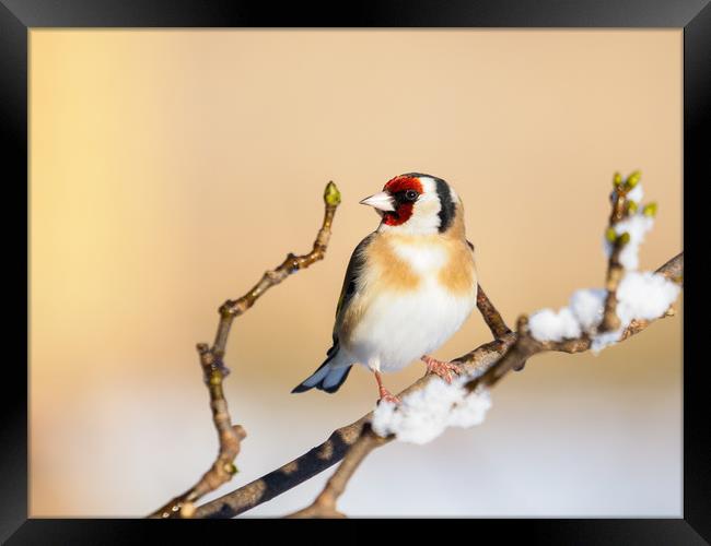 Goldfinch on a snowy winters day. Framed Print by Tommy Dickson