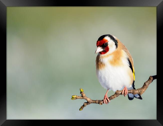 Goldfinch Framed Print by Tommy Dickson