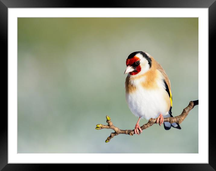 Goldfinch Framed Mounted Print by Tommy Dickson