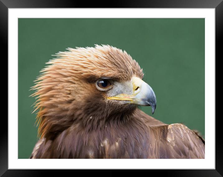 Golden Eagle Portrait Framed Mounted Print by Tommy Dickson