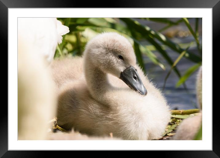 Cygnet Framed Mounted Print by Tommy Dickson