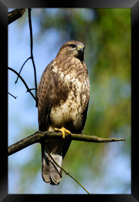 Common Buzzard Framed Print by Tommy Dickson