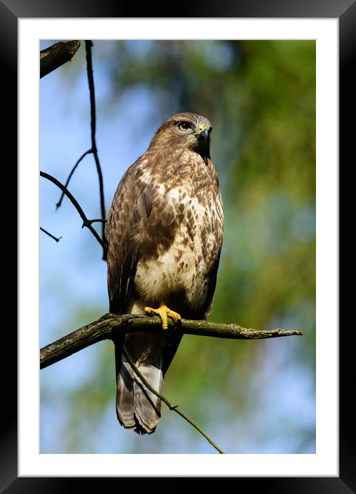 Common Buzzard Framed Mounted Print by Tommy Dickson