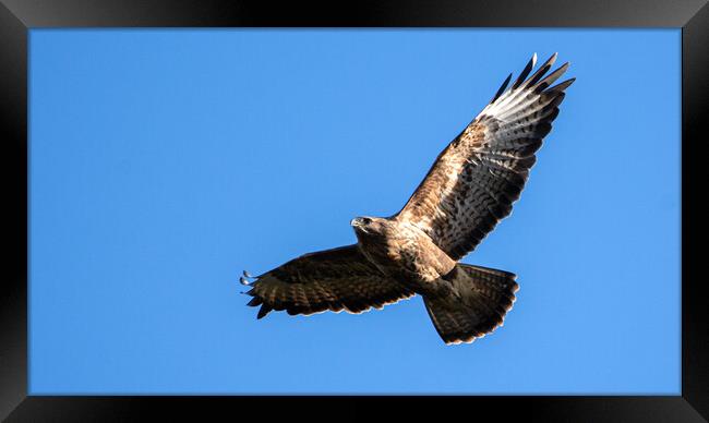 Common Buzzard in flight. Framed Print by Tommy Dickson