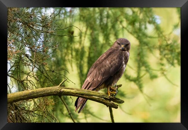 A common buzzard perched on a tree branch. Framed Print by Tommy Dickson