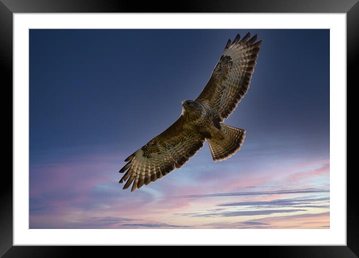 Common Buzzard. Framed Mounted Print by Tommy Dickson