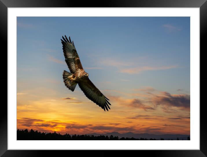 Common Buzzard  at sunset.  Framed Mounted Print by Tommy Dickson