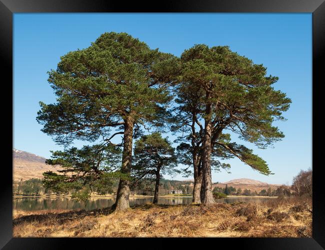 Scots Pines. Framed Print by Tommy Dickson