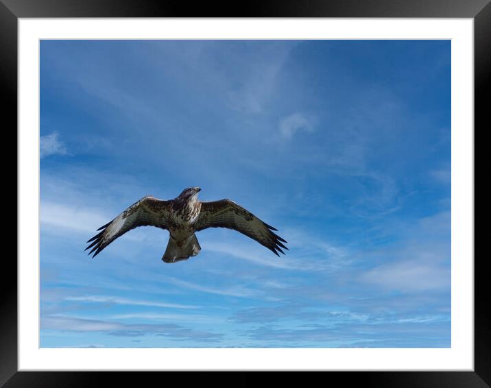 Common Buzzard Framed Mounted Print by Tommy Dickson