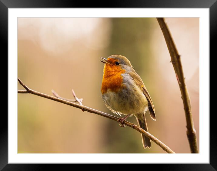 Melodic Robin Redbreast Framed Mounted Print by Tommy Dickson