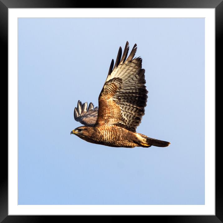 Common Buzzard in flight. Framed Mounted Print by Tommy Dickson