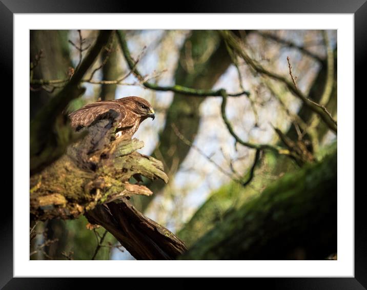 Common Buzzard. Framed Mounted Print by Tommy Dickson