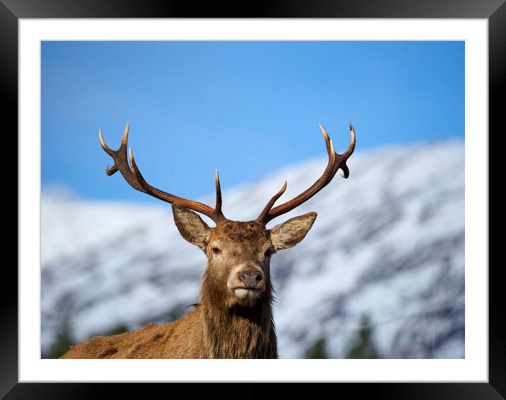 Red Deer Stag Portrait.  Framed Mounted Print by Tommy Dickson