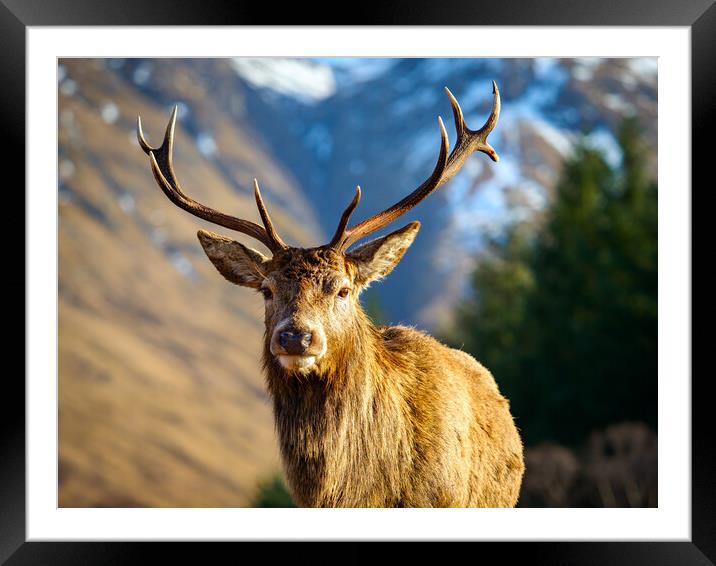 Red Deer Stag Portrait.  Framed Mounted Print by Tommy Dickson