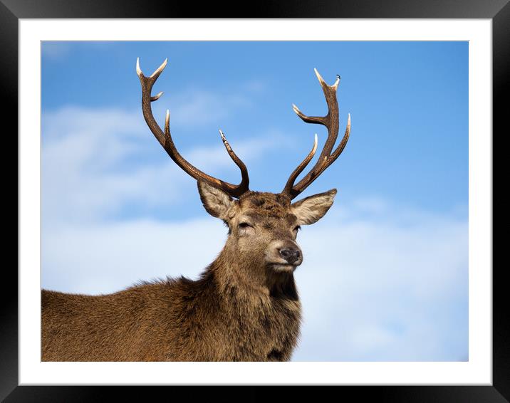 Majestic Highland Red Deer Framed Mounted Print by Tommy Dickson