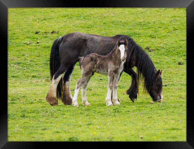 Cob & Foal. Framed Print by Tommy Dickson