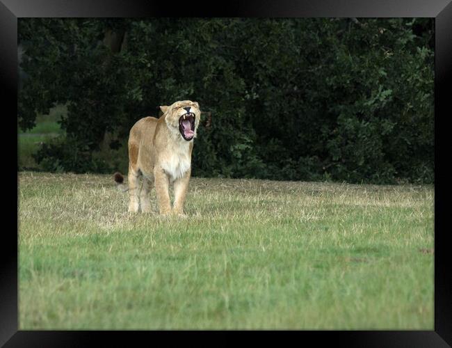 Lioness Yawning. Framed Print by Tommy Dickson