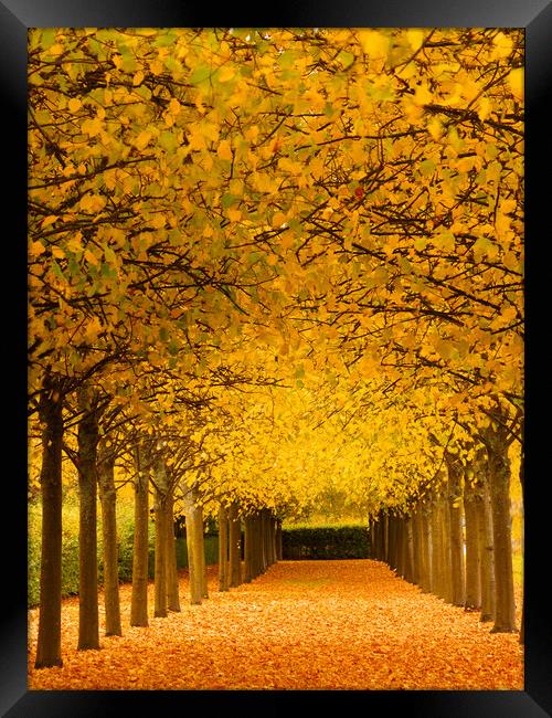 An avenue of trees at autumn. Framed Print by Tommy Dickson