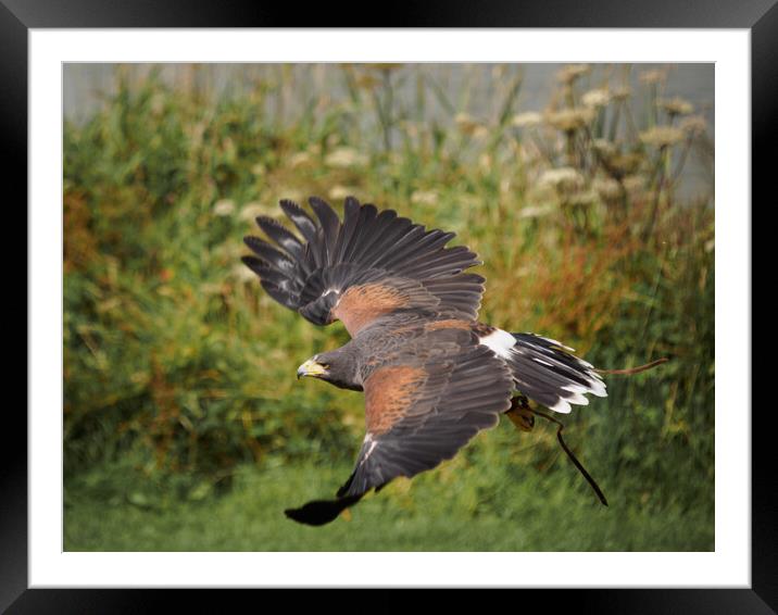 Harris Hawk in flight. Framed Mounted Print by Tommy Dickson