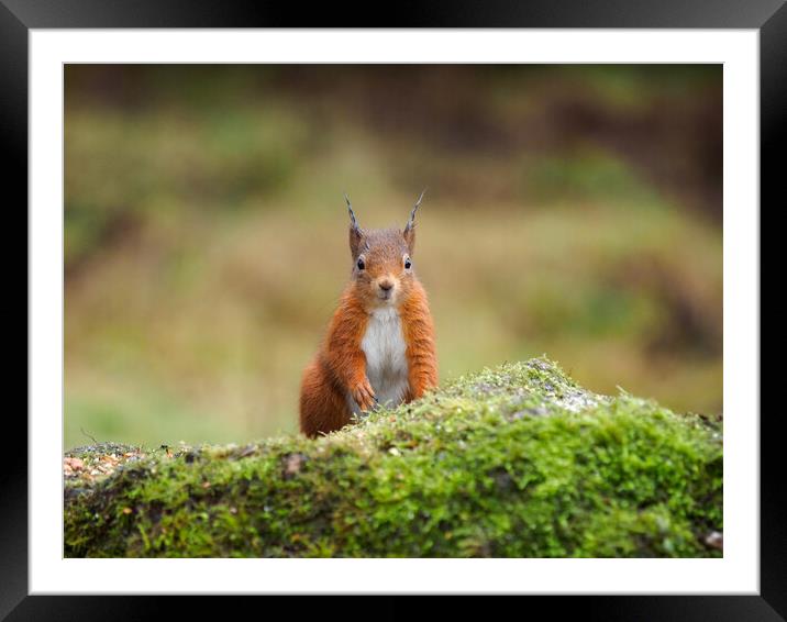 Red Squirrel Framed Mounted Print by Tommy Dickson