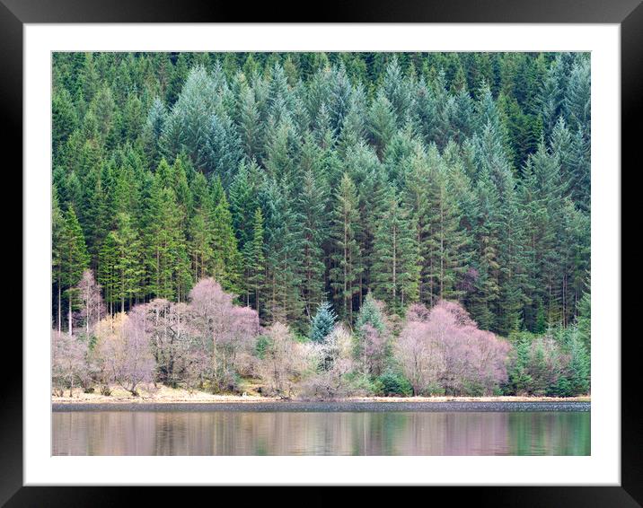 Lochside Forest. Framed Mounted Print by Tommy Dickson