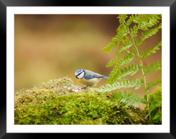 Blue Tit. Framed Mounted Print by Tommy Dickson