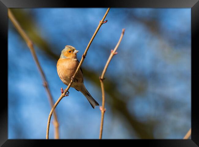 Common Chaffinch. Framed Print by Tommy Dickson