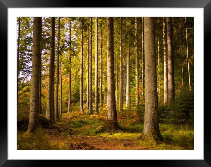 Birnam Wood, Perth And Kinross. Framed Mounted Print by Tommy Dickson