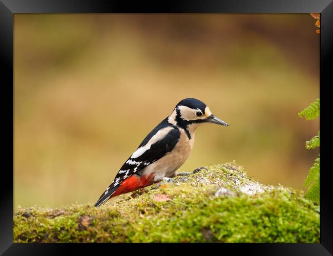 Great Spotted Woodpecker Framed Print by Tommy Dickson