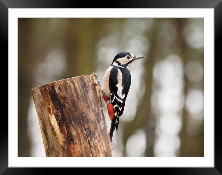 Great Spotted Woodpecker Framed Mounted Print by Tommy Dickson