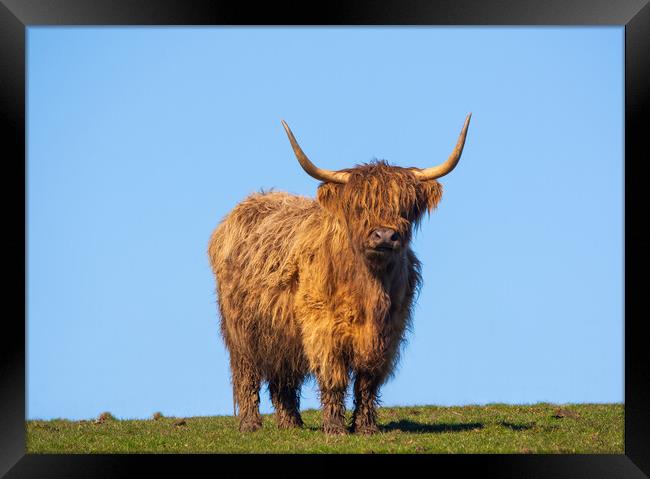 Heilan Coo. Framed Print by Tommy Dickson