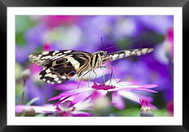 The Citrus Swallowtail Butterfly Framed Mounted Print by Glenn Pollock