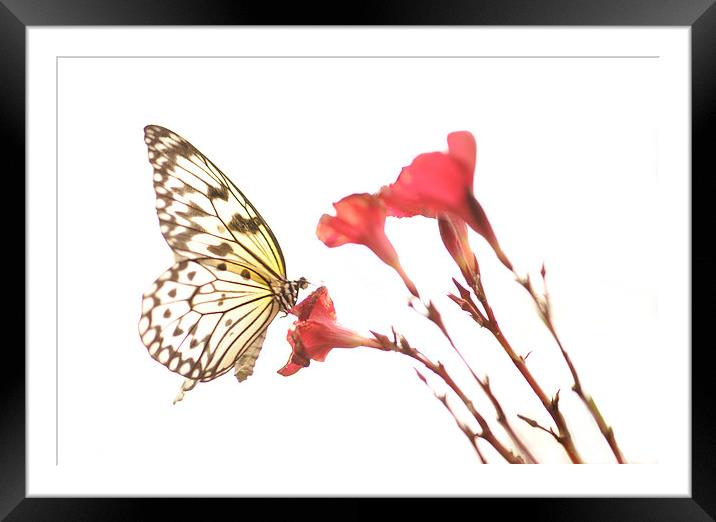 The Paper Kite Butterfly Framed Mounted Print by Glenn Pollock