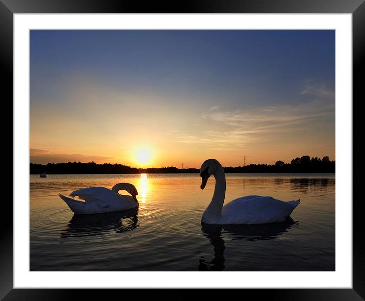 Two Swans at Sunset Framed Mounted Print by Mark Kelly