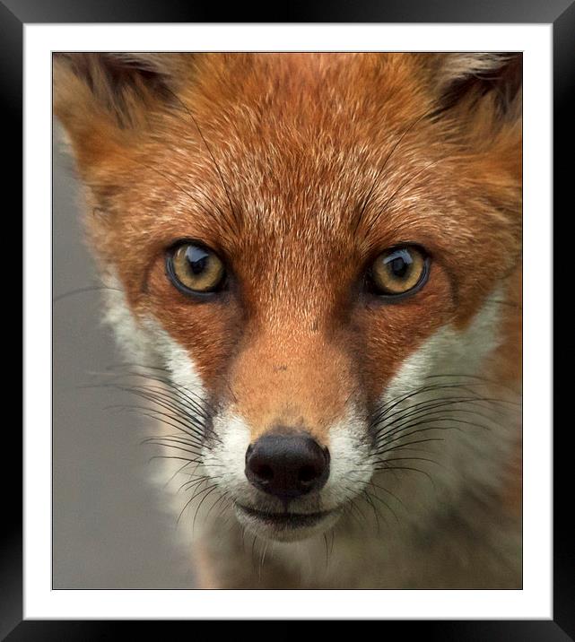 Fox portrait, wild Framed Mounted Print by Vivienne Beck