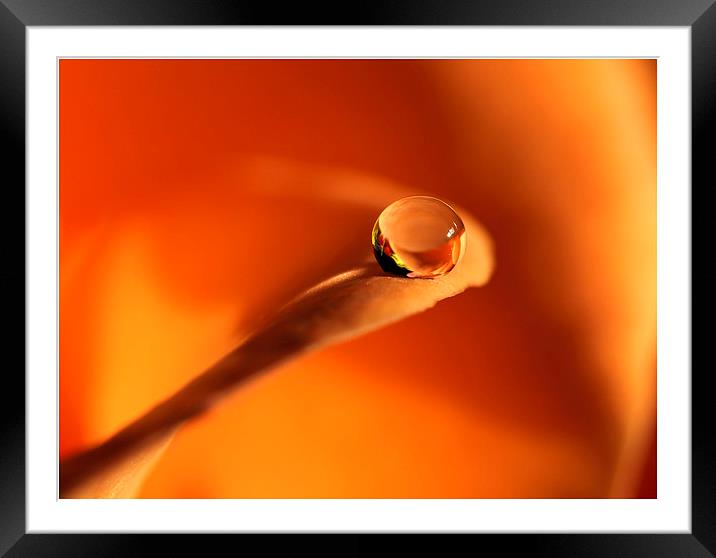 Orange drop Framed Mounted Print by Vivienne Beck