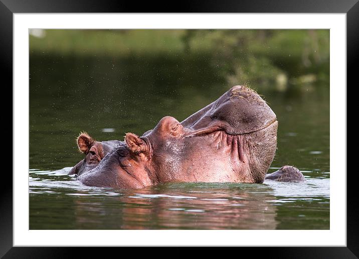 Happy Hippo Framed Mounted Print by Mike Snelle