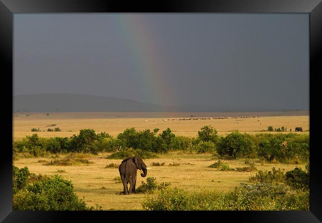 Masai Mara Rainbow Framed Print by Mike Snelle