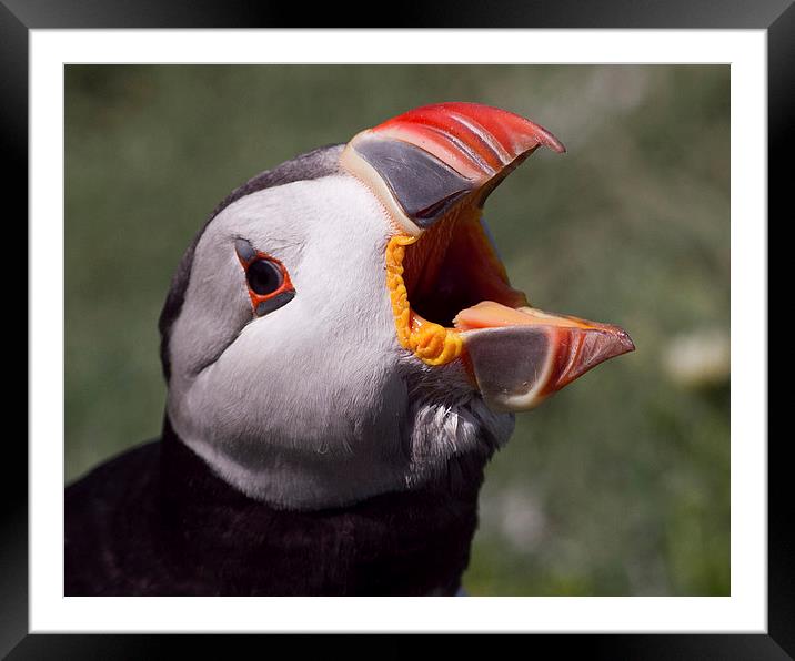 Puffin portrait Framed Mounted Print by Mike Snelle
