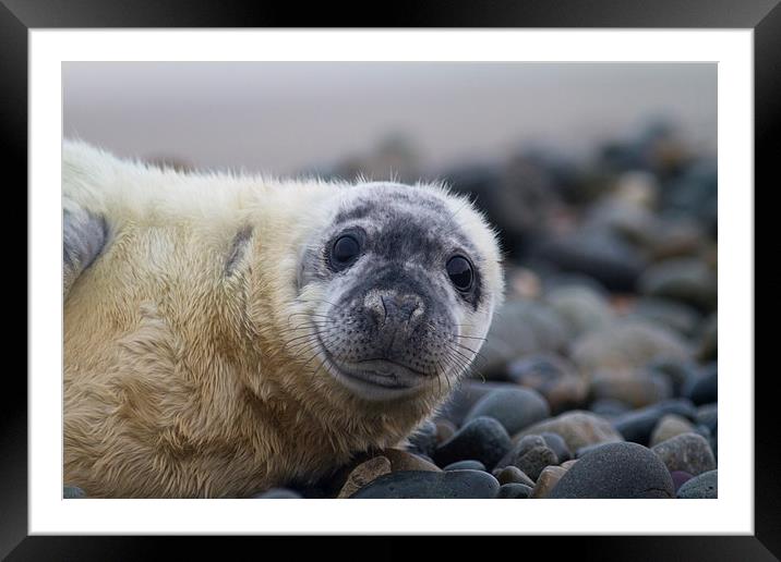 Seal Pup Framed Mounted Print by Mike Snelle
