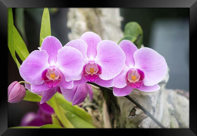 Pink Orchids Framed Print by Darren Eves