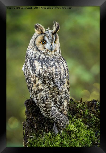 Long-eared Owl - Asio Otus Framed Print by Lara Vischi