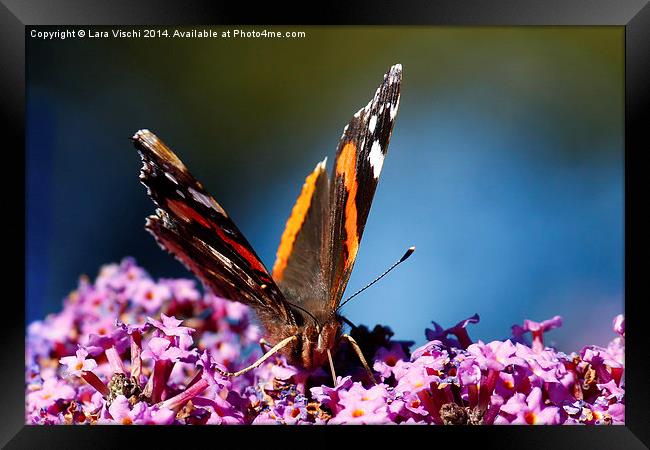 Red Admiral butterfly Framed Print by Lara Vischi