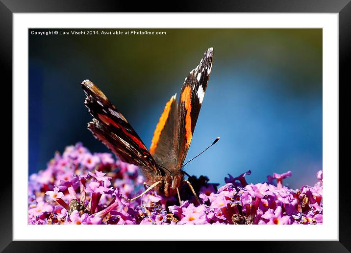 Red Admiral butterfly Framed Mounted Print by Lara Vischi