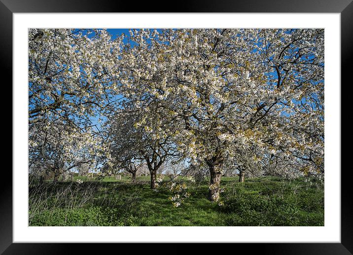 Cherry Trees in Blossom. Framed Mounted Print by ann stevens