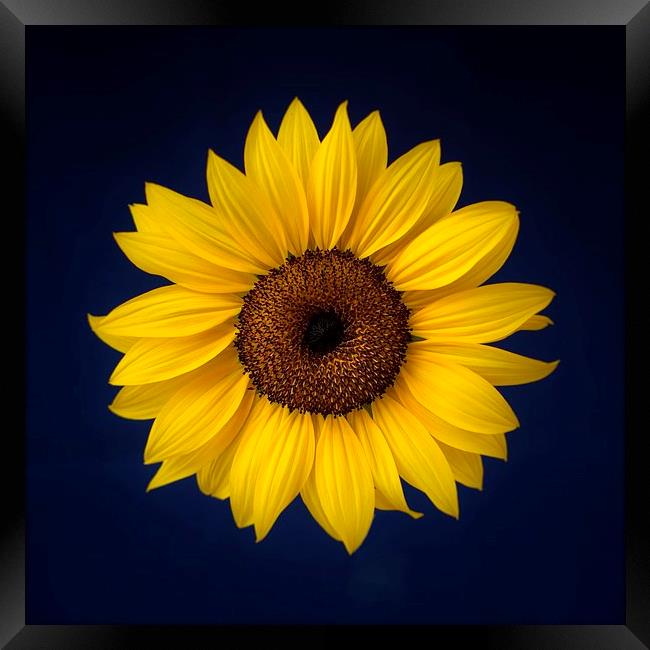 Sunflower on a Blue Background Framed Print by ann stevens