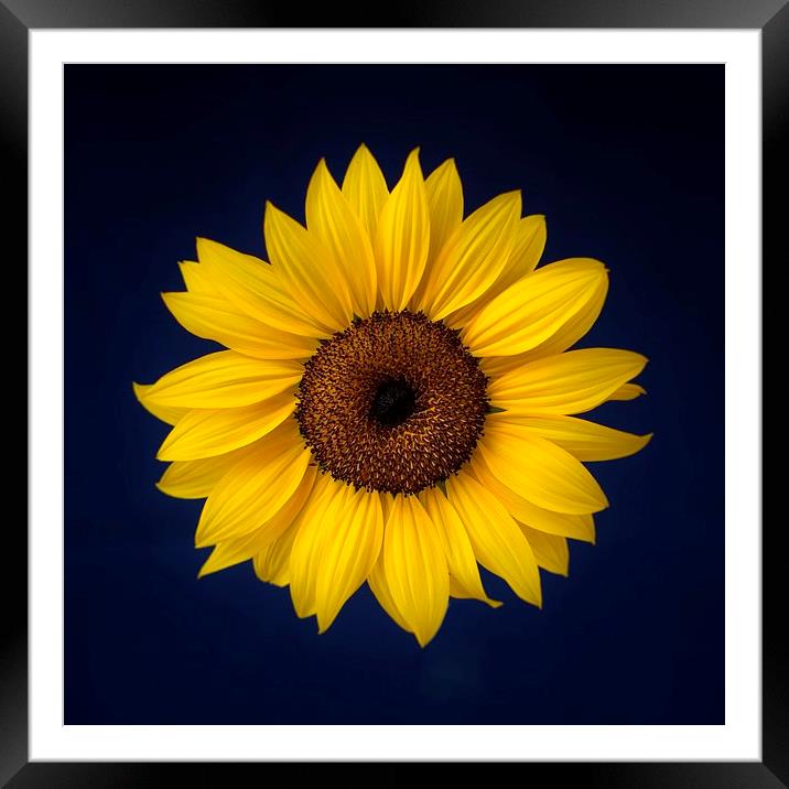 Sunflower on a Blue Background Framed Mounted Print by ann stevens