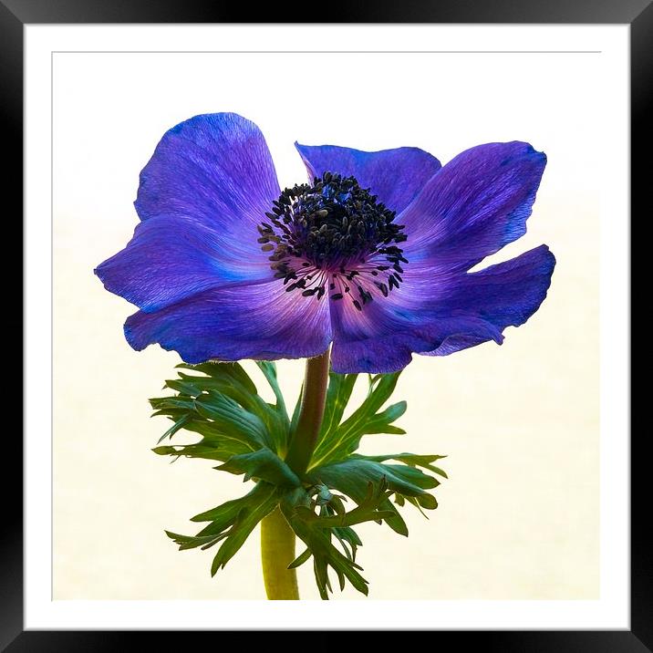 Blue Anemone Flower Framed Mounted Print by ann stevens