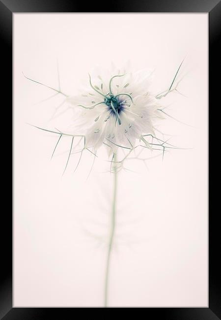 Nigella Damascena Flower Framed Print by ann stevens