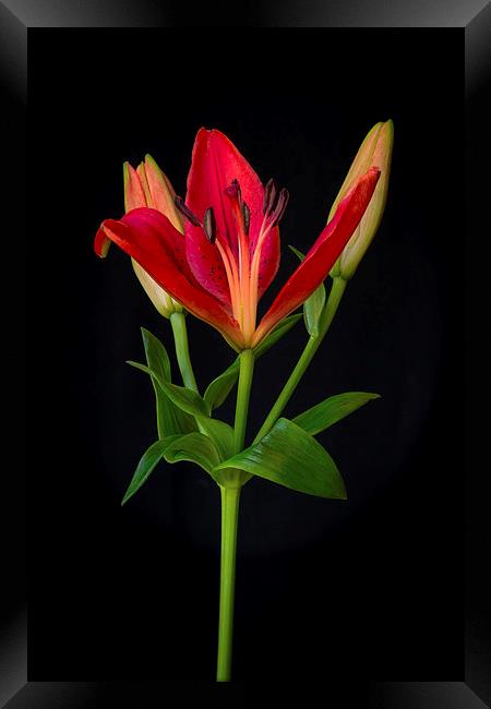 Orange Lily Flower on Black Framed Print by ann stevens